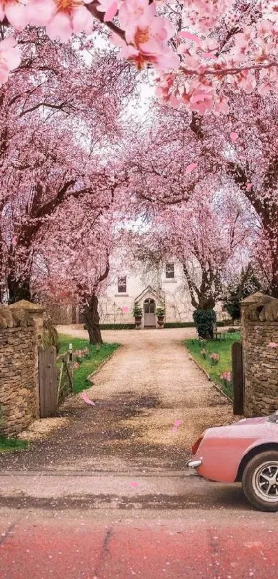 Cherry blossom trees line a driveway to a stone house, with a pink car parked.