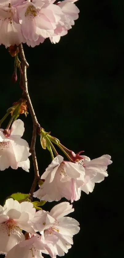 Cherry blossom branch on a dark background, creating an elegant mobile wallpaper.