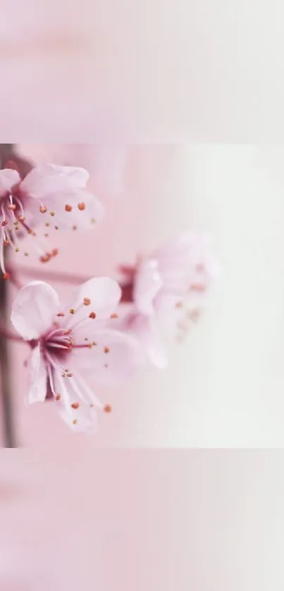 Beautiful cherry blossoms in soft focus.