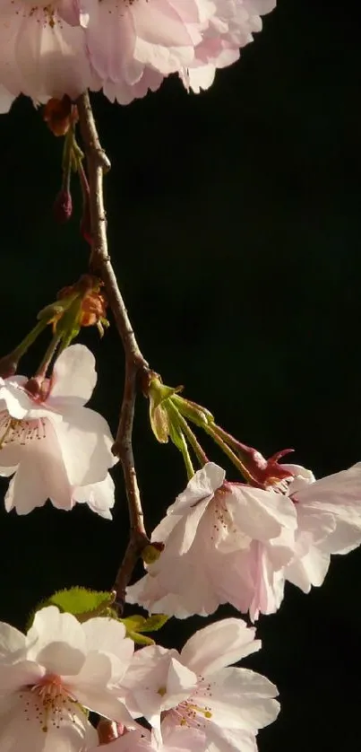 Cherry blossoms on a dark background.