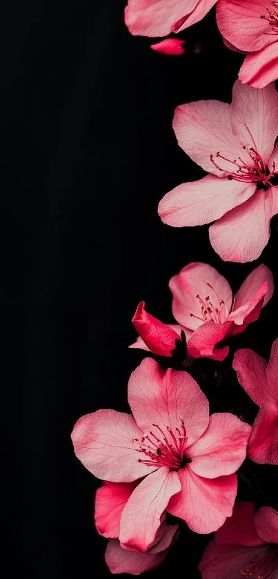 Pink cherry blossoms on a black background