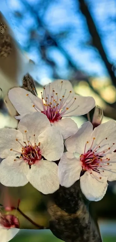 Cherry blossom flowers on a tree branch, set against a serene blurred background.