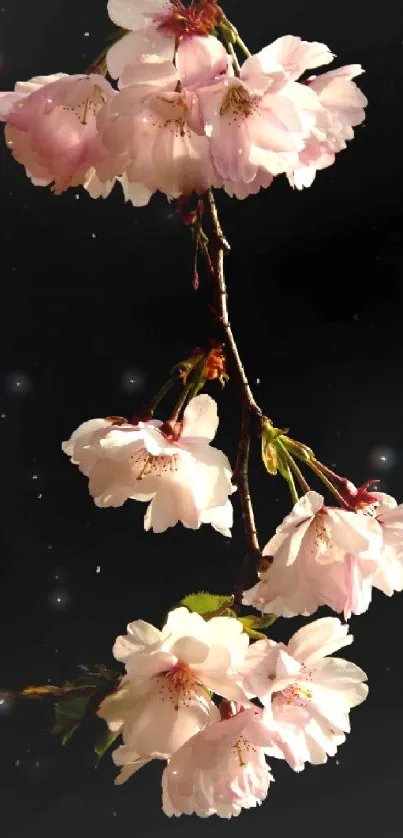 Elegant cherry blossoms on dark background mobile wallpaper.