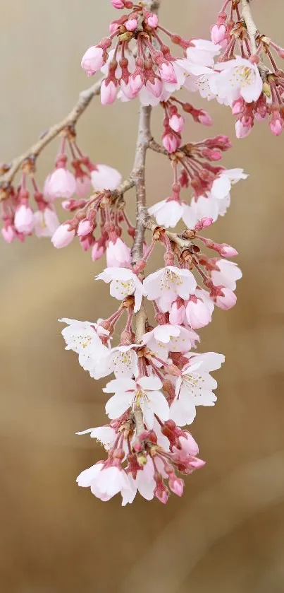 Delicate cherry blossoms on a branch, soft background.