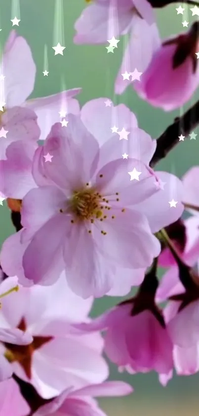 Pink cherry blossoms with star accents on green background.