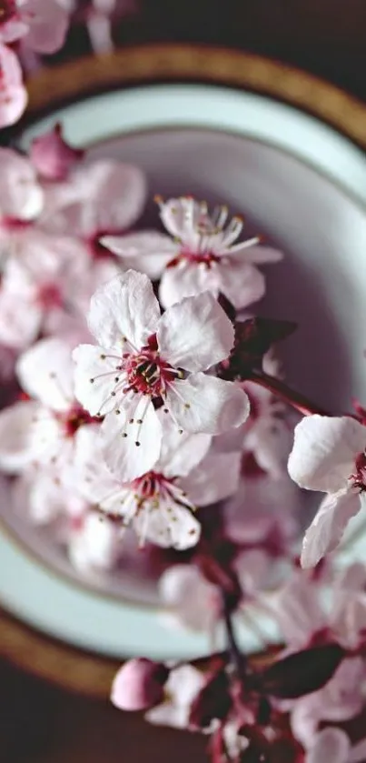 Beautiful cherry blossoms in a teacup, creating a serene wallpaper.