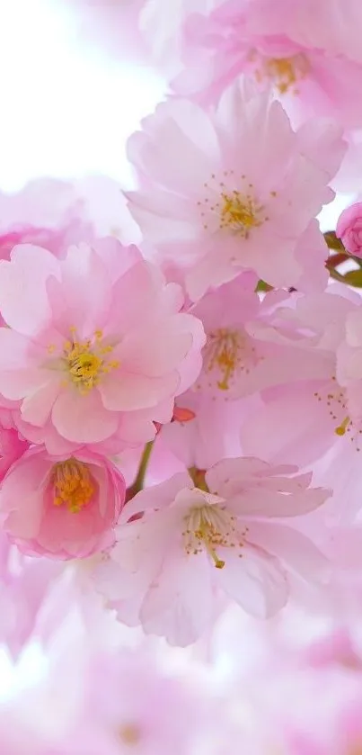 Cherry blossom wallpaper with delicate pink flowers.