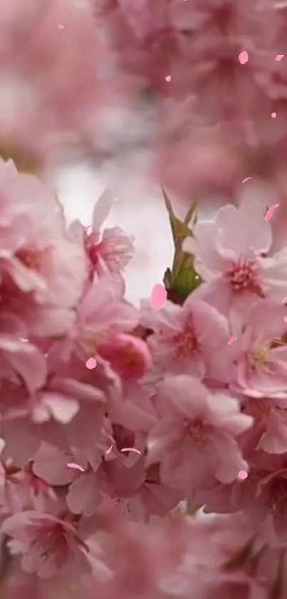 Pink cherry blossoms create a serene, elegant phone wallpaper.