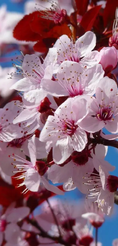 Close-up of vibrant pink cherry blossoms in full bloom on a sunny day.