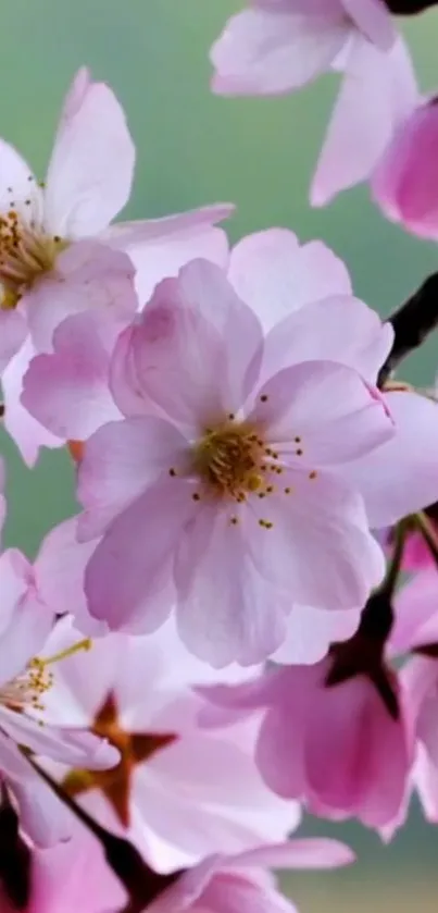 Pink cherry blossoms with green background.