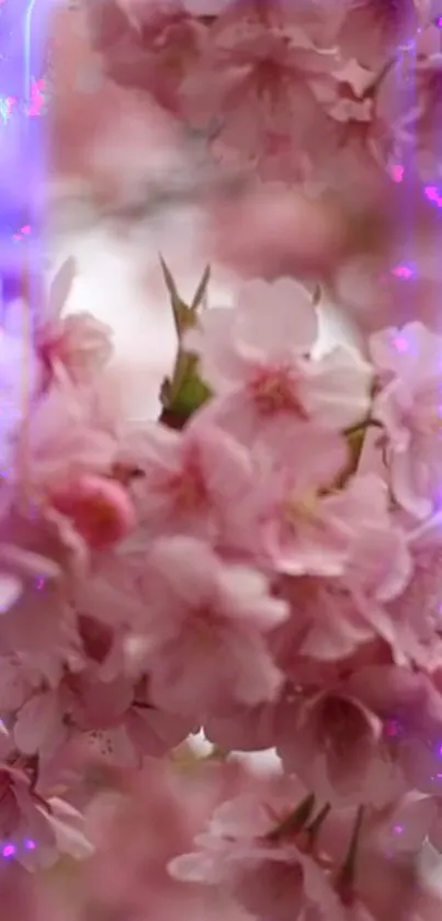 Blossoming pink cherry flowers with soft purple glow in the background.