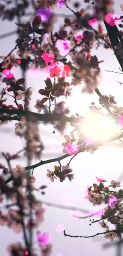 Cherry blossoms illuminated by sunlight with glowing pink and purple hues.