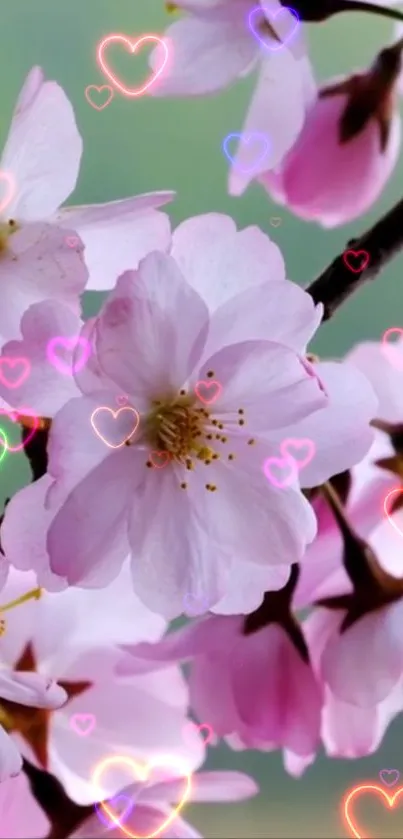 Cherry blossoms with heart overlays on a light pink background.