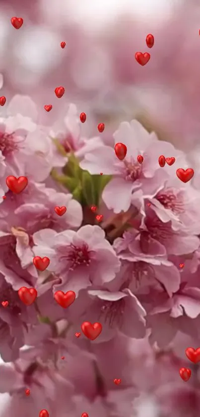 Cherry blossoms with floating red hearts mobile wallpaper.