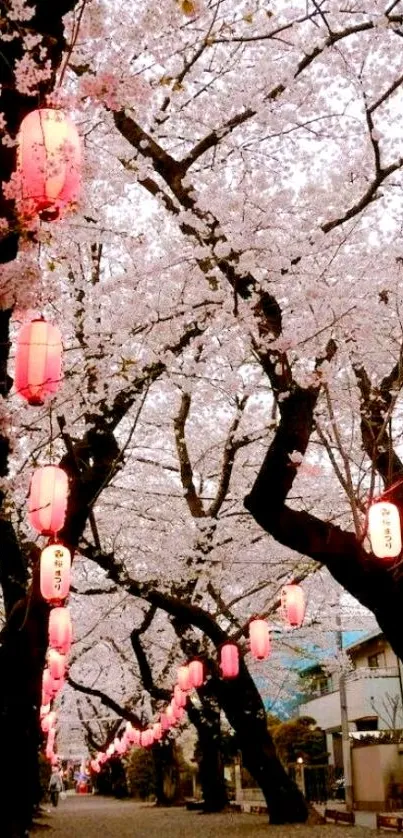 Cherry blossom trees with lanterns in a serene path.