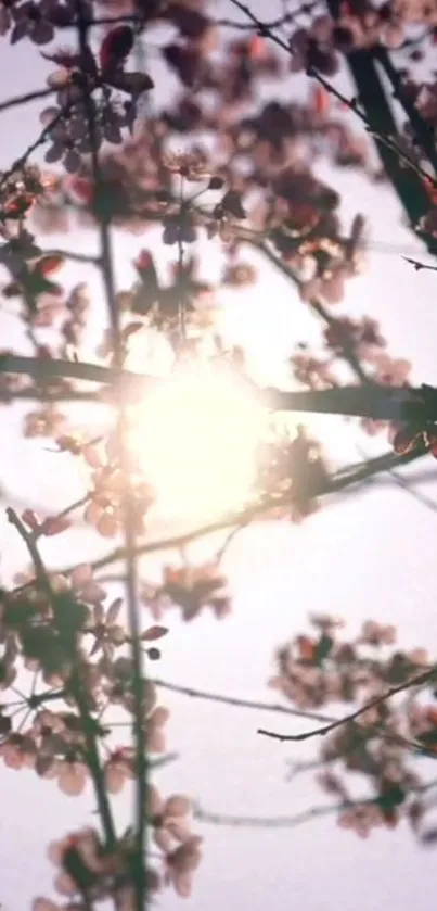 Cherry blossoms with sunlight in the background creating a serene mobile wallpaper.