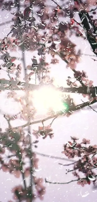 Cherry blossom branches with sunlight filtering through raindrops.