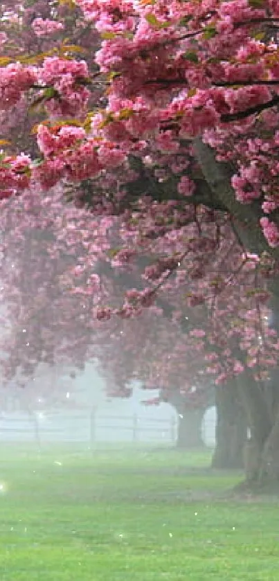 Cherry blossom trees in a misty park.