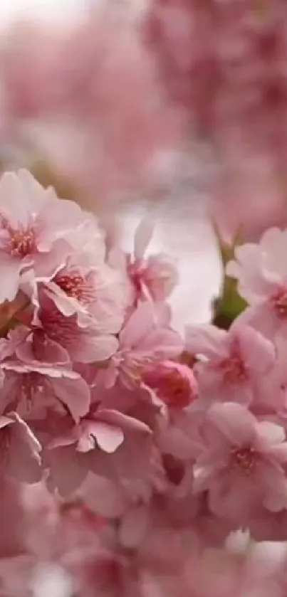 Pink cherry blossoms in a soft, serene mobile wallpaper.