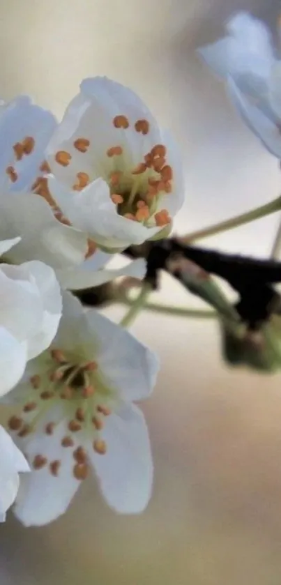 Cherry blossoms with white petals and orange centers in close-up view.