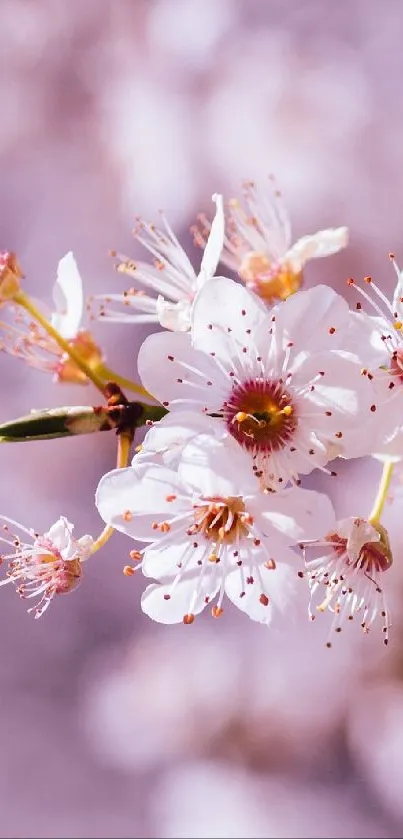 Beautiful cherry blossom wallpaper with pink flowers on branch.