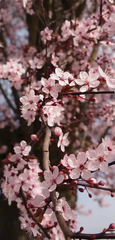 Mobile wallpaper featuring delicate cherry blossoms in soft pink hues.