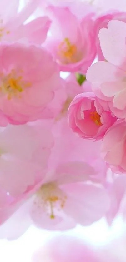 Mobile wallpaper of pink cherry blossoms with delicate petals.