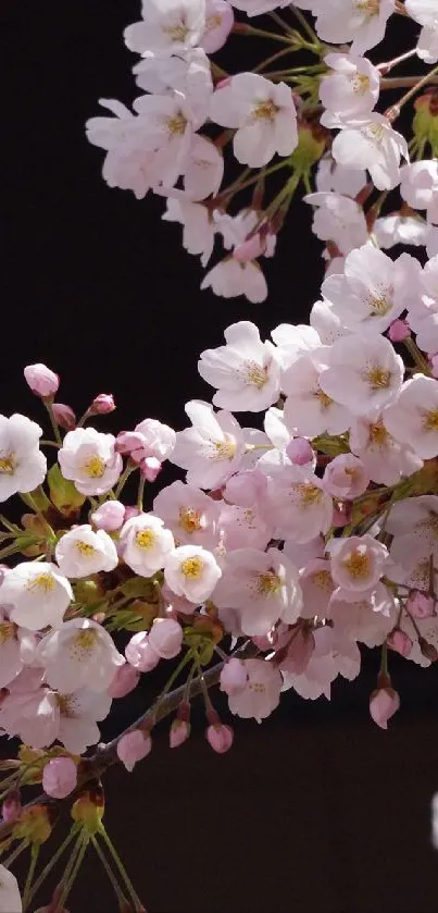 Cherry blossoms against a dark backdrop.