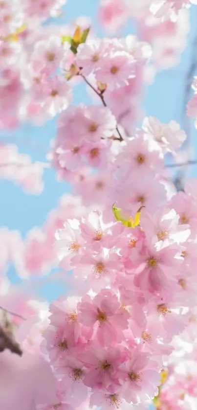 Pink cherry blossoms against a clear blue sky background.