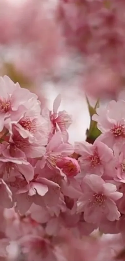 Cherry blossom mobile wallpaper with pink flowers.