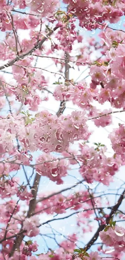 Beautiful cherry blossoms with blue sky background.