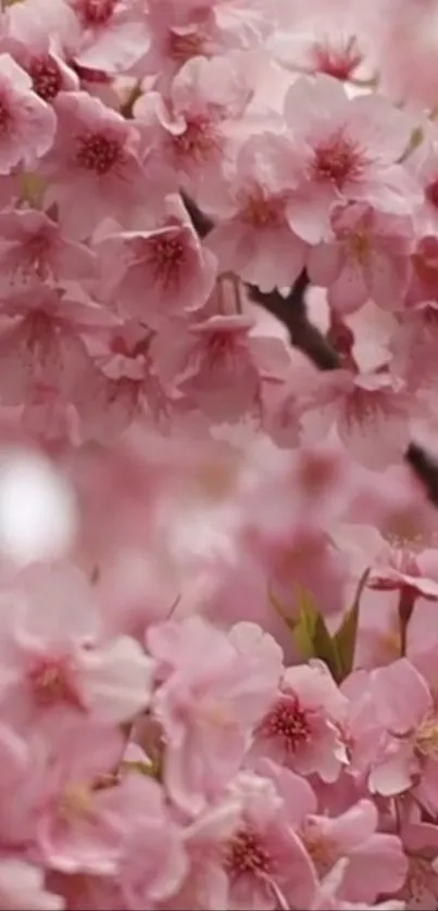 Beautiful pink cherry blossoms on tree branches in spring.