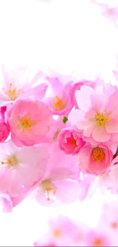 Vibrant pink cherry blossoms on a mobile wallpaper.