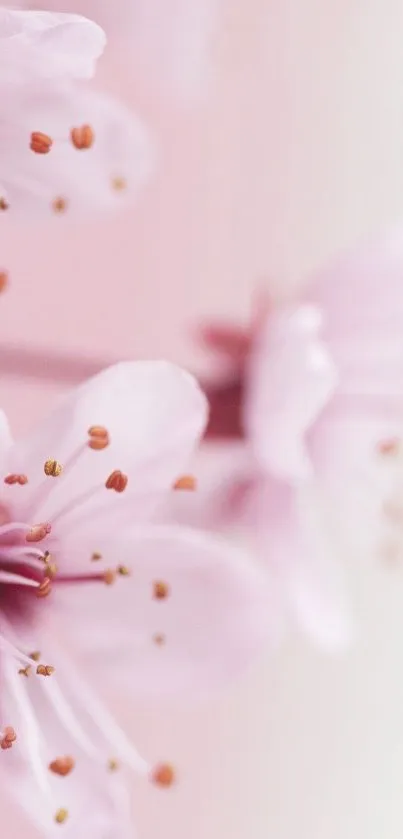 Cherry blossom wallpaper with soft pink petals.