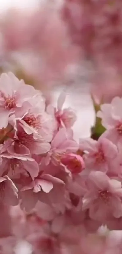 Cherry blossom mobile wallpaper with soft pink flowers.