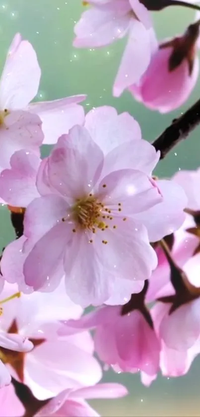 Cherry blossom mobile wallpaper with pink petals.