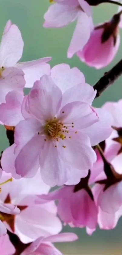 Delicate cherry blossoms in pink and white on a branch against a blurred background.