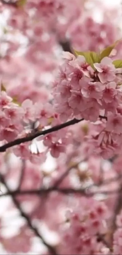 Cherry blossom branches in pink bloom for mobile background.