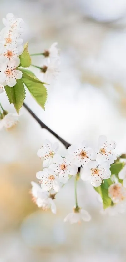 Cherry blossom branch with white flowers and green leaves.