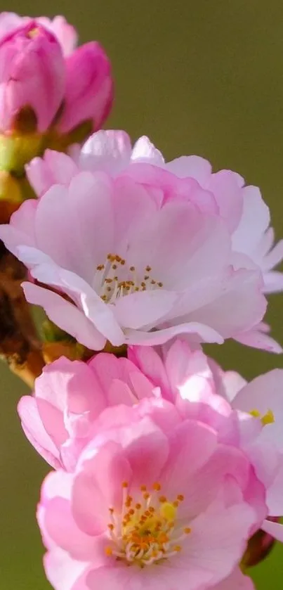 Vibrant pink cherry blossoms for mobile wallpaper.