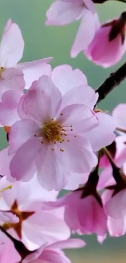 Cherry blossom mobile wallpaper with pink flowers and a soft background.