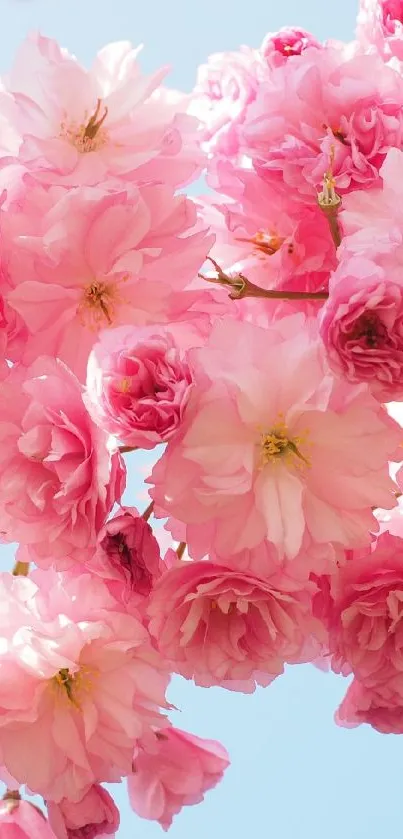 Cherry blossom wallpaper with pink flowers against blue sky.