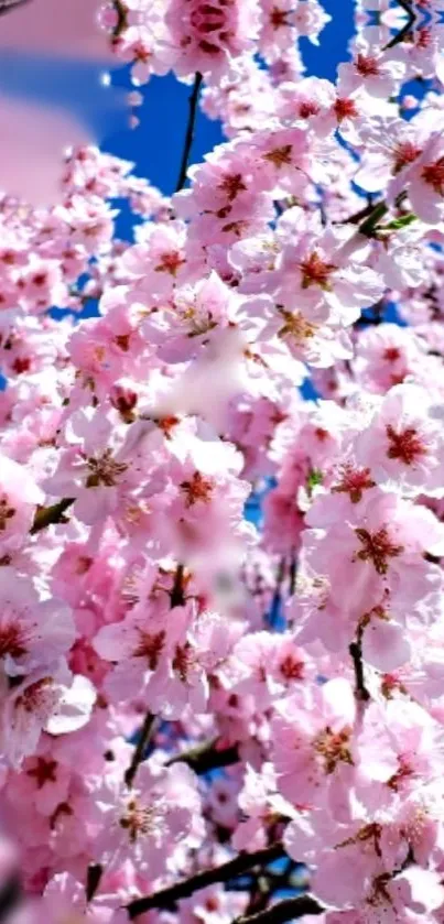 Cherry blossoms in full bloom against a blue sky.