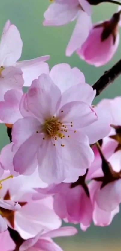 Close-up of pink cherry blossoms against blurred green backdrop.