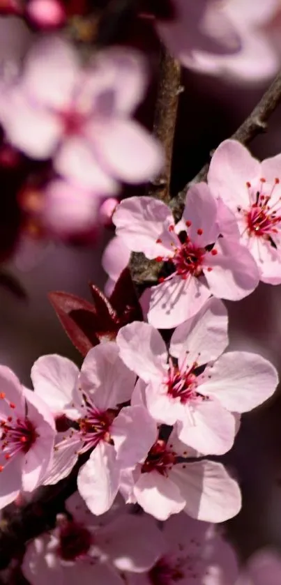 Cherry blossom flowers in pink hues on a mobile wallpaper in vertical format.