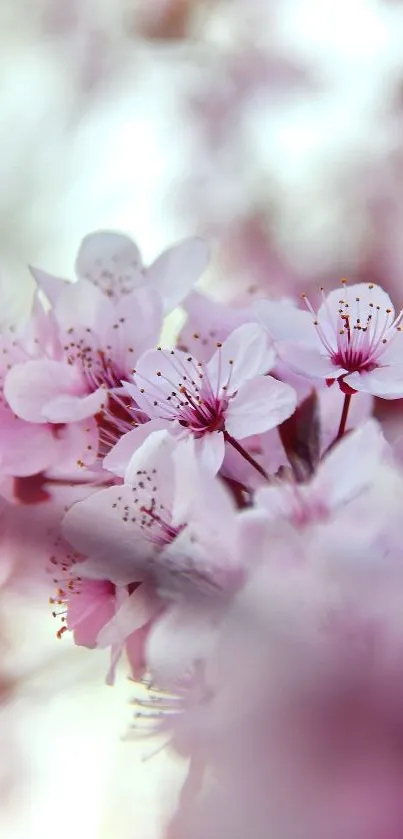 Close-up of pink cherry blossoms in soft focus.