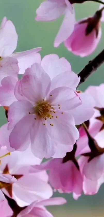 Pink cherry blossoms with green background in mobile wallpaper.