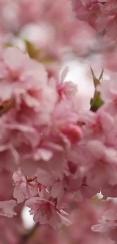 Pink cherry blossom mobile wallpaper with soft focus effect.