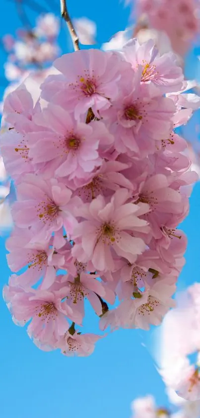 Cherry blossom with pink petals against blue sky in wallpaper.