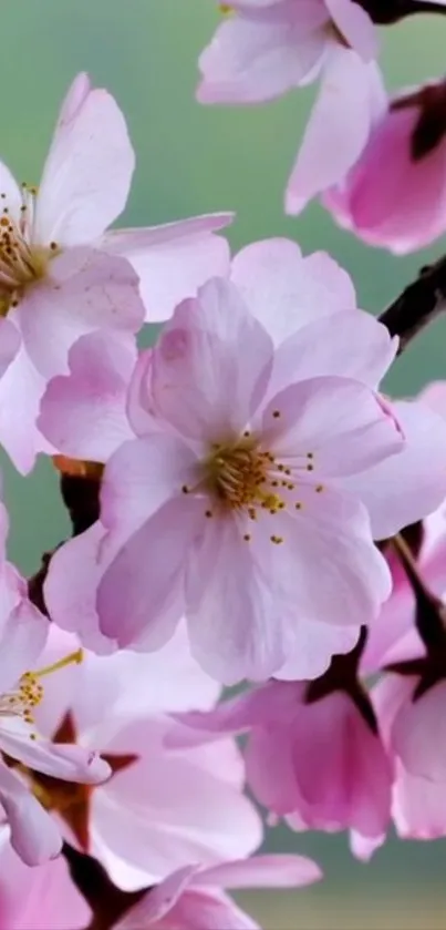 Cherry blossoms blooming on a tree branch.